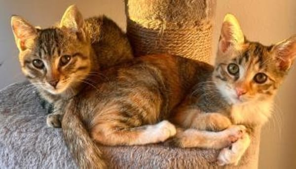 Fritzi & Greta verspielte Katzenkinder