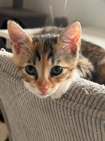 Fritzi & Greta verspielte Katzenkinder