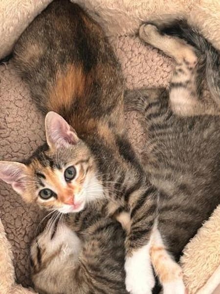 Fritzi & Greta verspielte Katzenkinder
