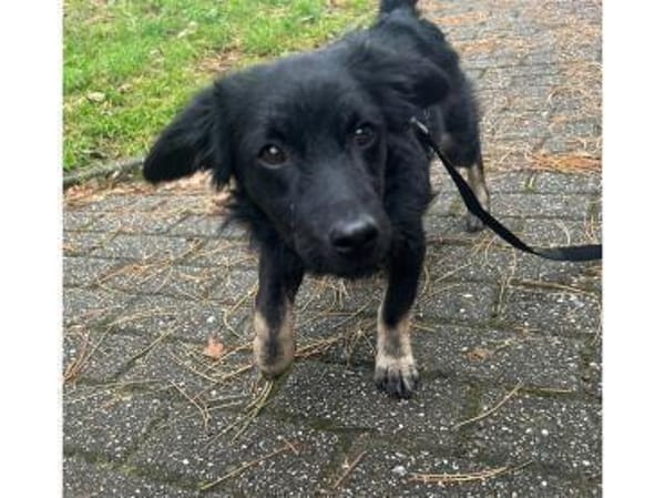 Joschie - wartet in 42651 Solingen
