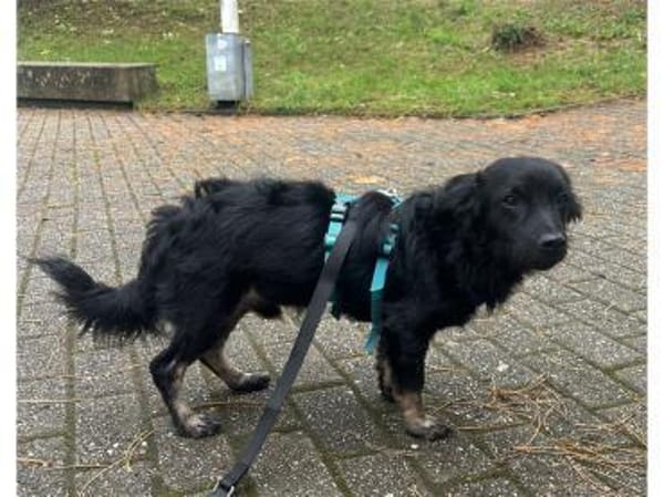 Joschie - wartet in 42651 Solingen