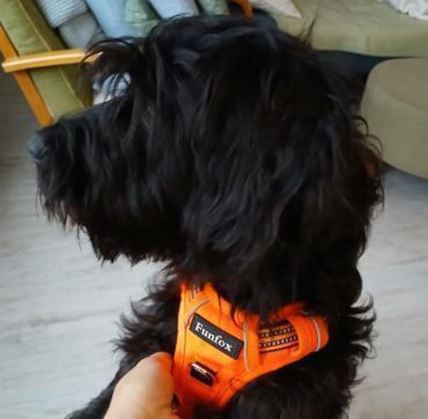 MAYLA💕 sucht ihre Familie