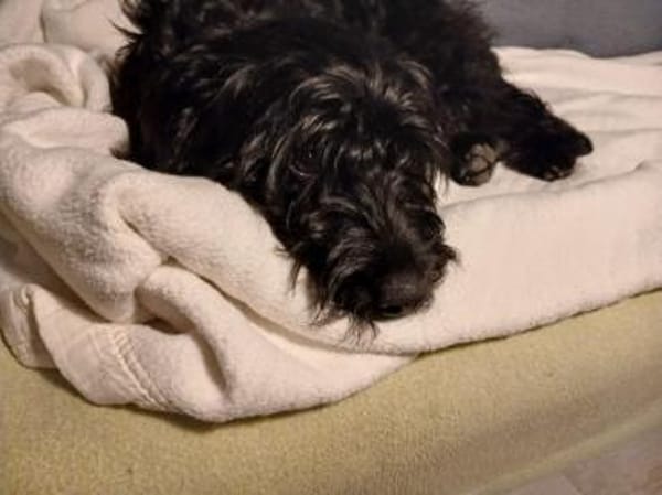 MAYLA💕 sucht ihre Familie