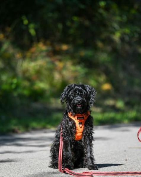 MAYLA💕 sucht ihre Familie