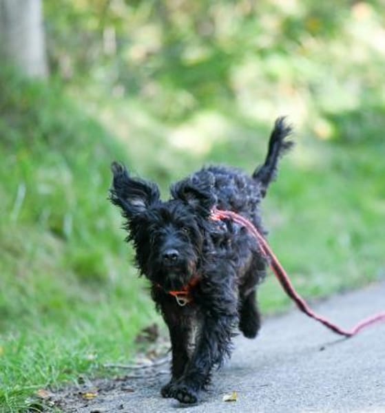 MAYLA💕 sucht ihre Familie