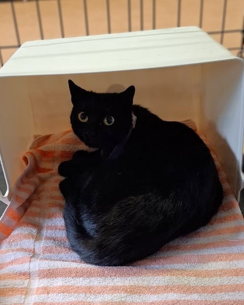 Figaro