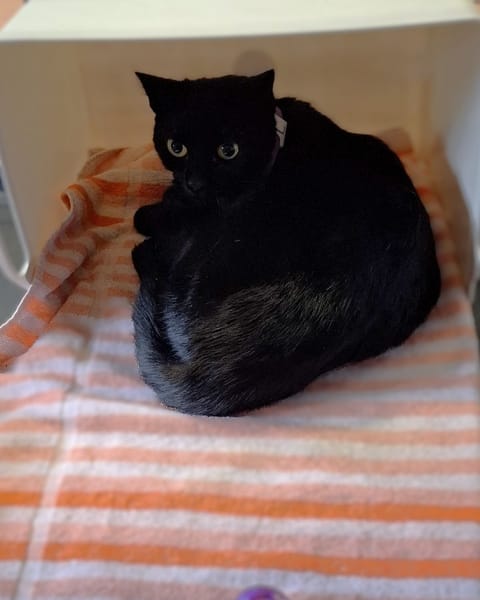 Figaro