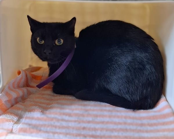 Figaro