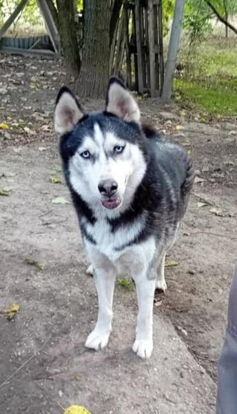 Balto, er möchte nur Liebe