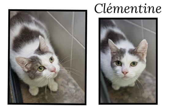 CLEMENTINE (Réservée)