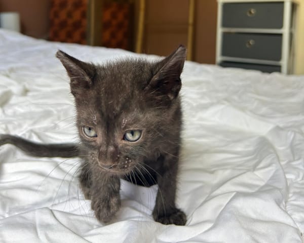 ONYX