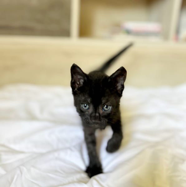 ONYX