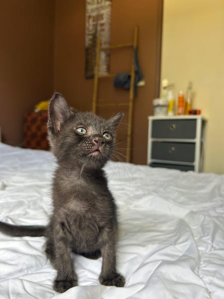 ONYX