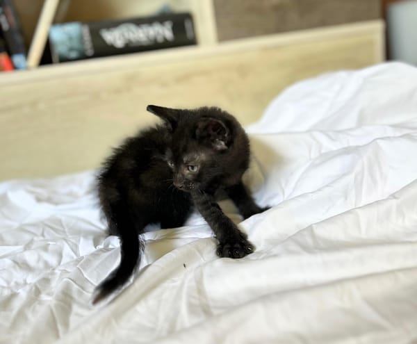 ONYX