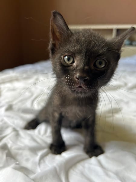 ONYX