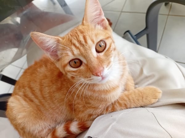 PHEBUS
