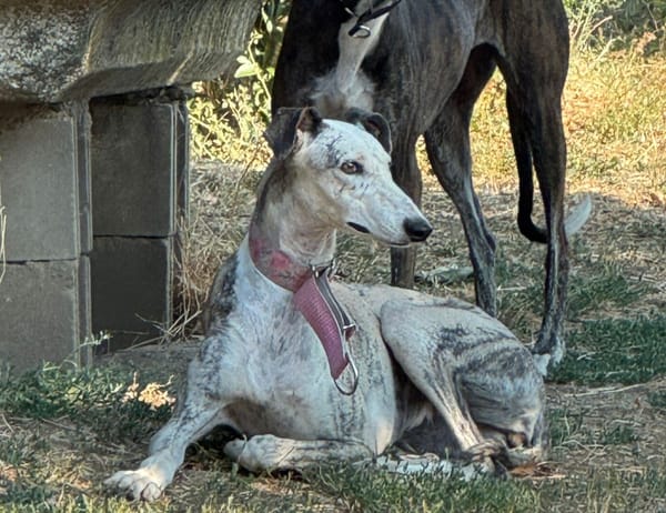 SILA