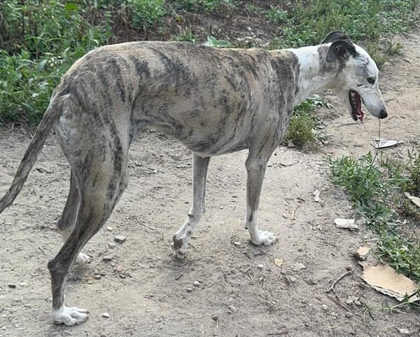 SILA