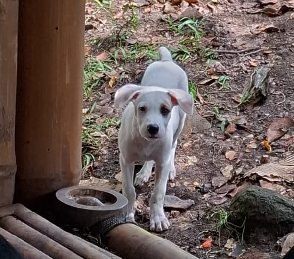 ARCHIE, chiot mâle Berger Créole