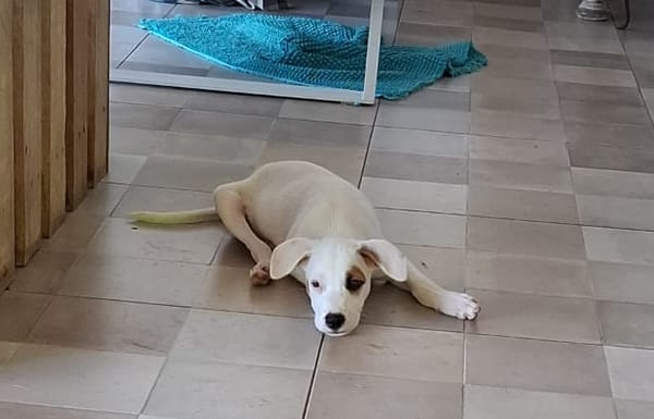 ARCHIE, chiot mâle Berger Créole