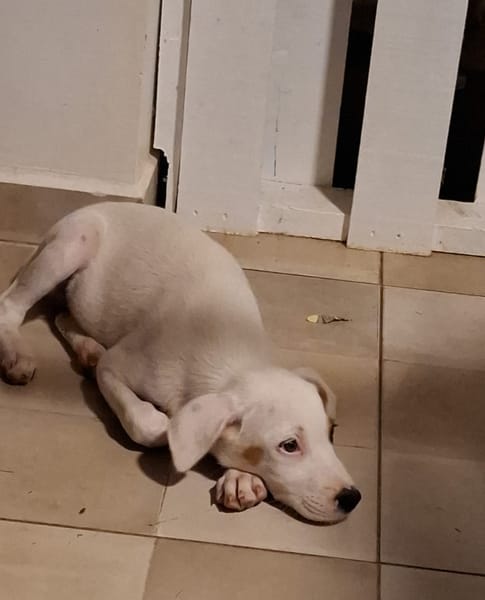 ARCHIE, chiot mâle Berger Créole