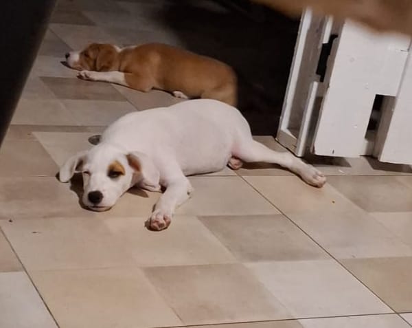 ARCHIE, chiot mâle Berger Créole
