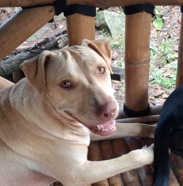 PHOENIX Croisée Labrador Femelle junior