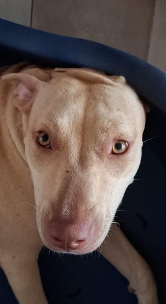 PHOENIX Croisée Labrador Femelle junior