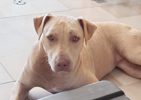 PHOENIX Croisée Labrador Femelle junior
