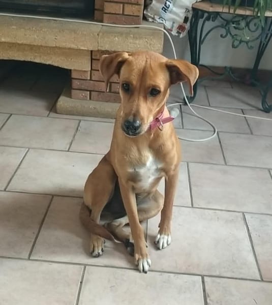 CHOUPY, Mâle berger créole junior