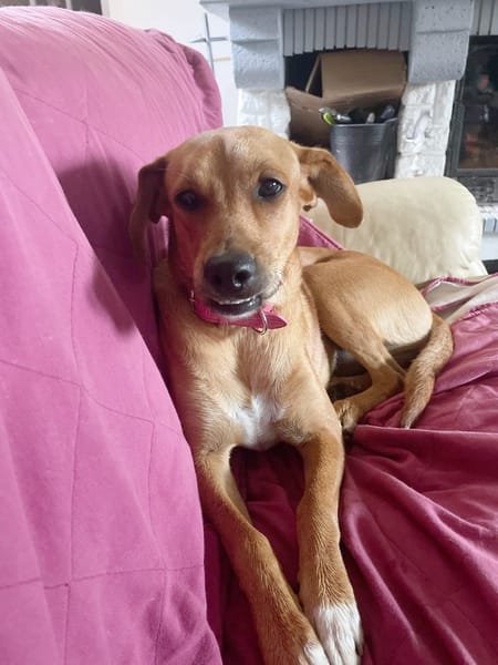 CHOUPY, Mâle berger créole junior