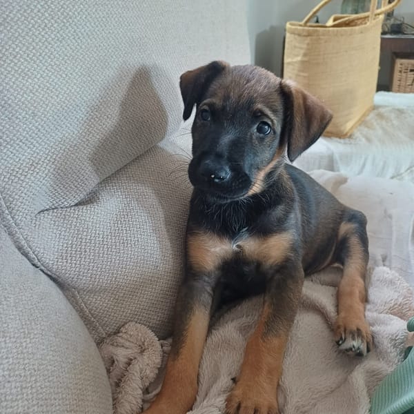 KOALY, chiot femelle Berger Créole