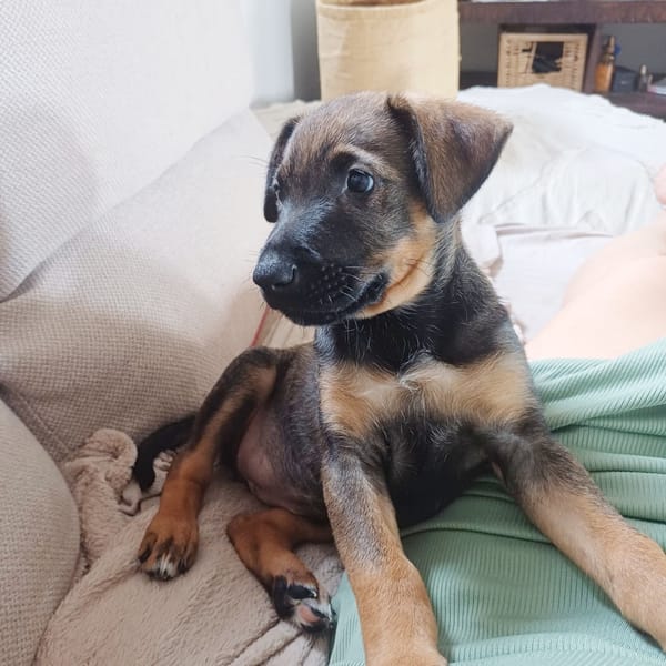 KOALY, chiot femelle Berger Créole