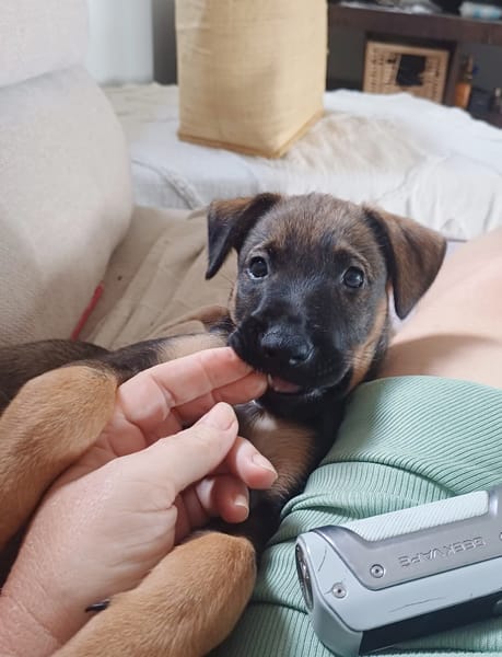 KOALY, chiot femelle Berger Créole