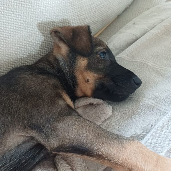 KOALY, chiot femelle Berger Créole