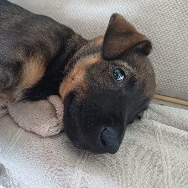 KOALY, chiot femelle Berger Créole