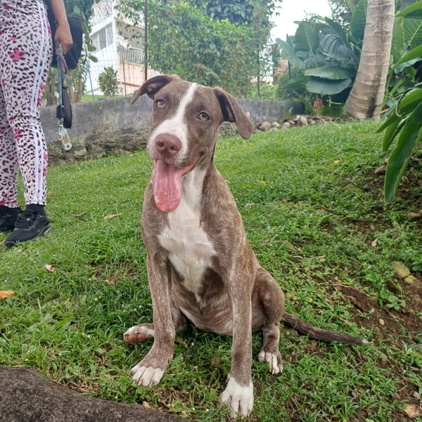 CANDY, chiot femelle Berger Créole