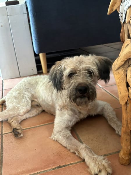 CHAPLIN,  Croisé Griffon Créole junior