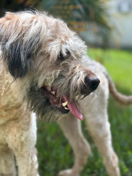 CHAPLIN,  Croisé Griffon Créole junior
