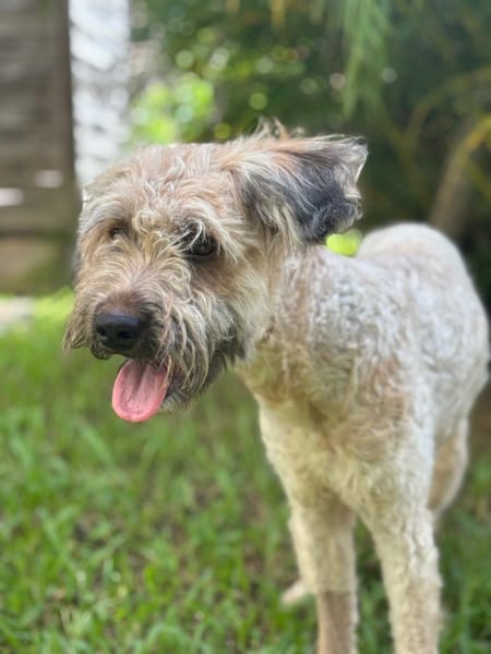 CHAPLIN,  Croisé Griffon Créole junior