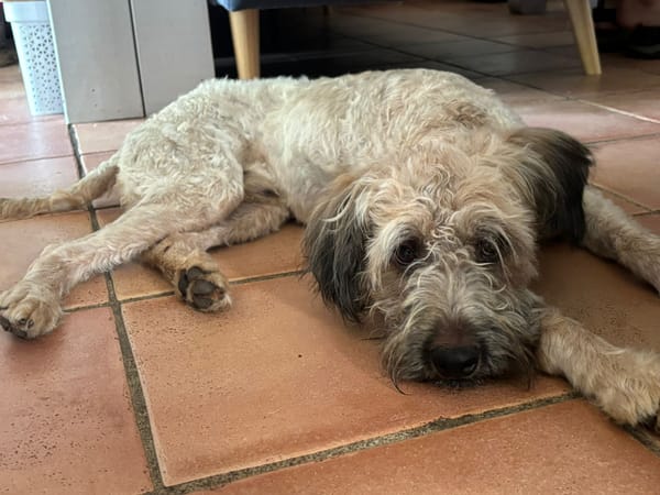 CHAPLIN,  Croisé Griffon Créole junior