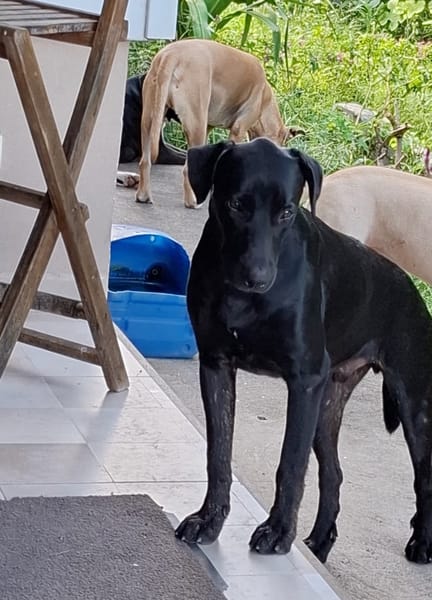 HIERROS Mâle junior Berger Créole