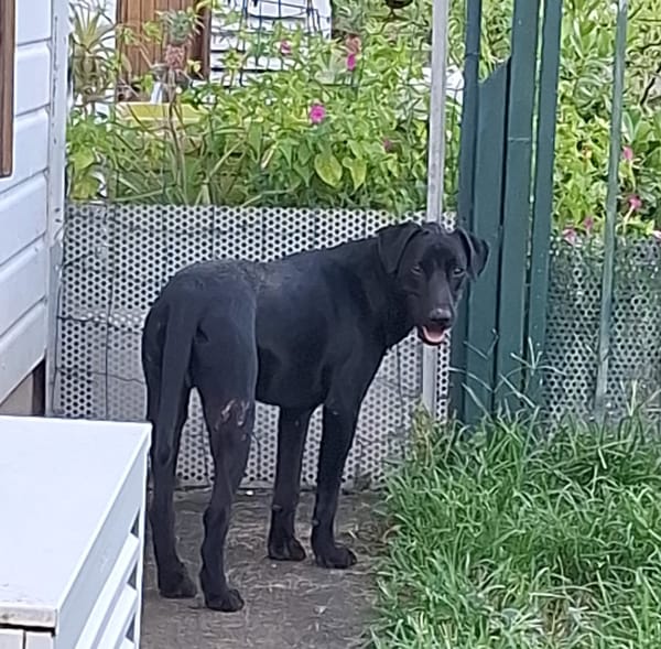 HIERROS Mâle junior Berger Créole
