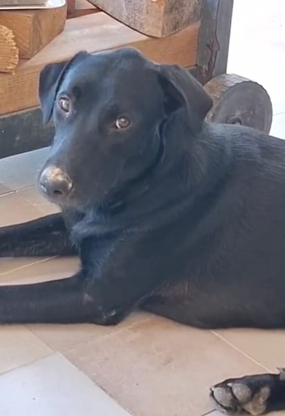 HIERROS Mâle junior Berger Créole
