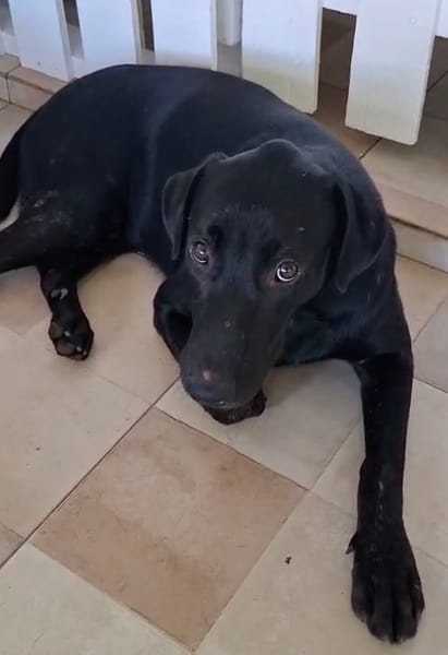 HIERROS Mâle junior Berger Créole