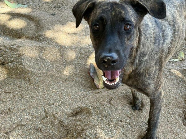 🐾 À L’ADOPTION – NIKKIE, une beauté bringée au regard malicieux ! 🐾