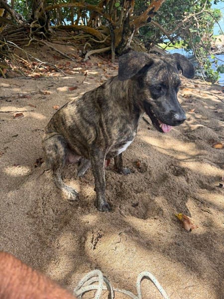 🐾 À L’ADOPTION – NIKKIE, une beauté bringée au regard malicieux ! 🐾