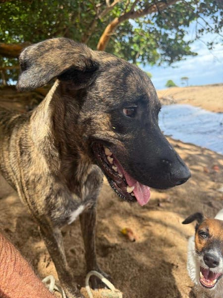 🐾 À L’ADOPTION – NIKKIE, une beauté bringée au regard malicieux ! 🐾