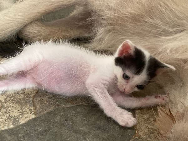 KALICY, chaton femelle européen