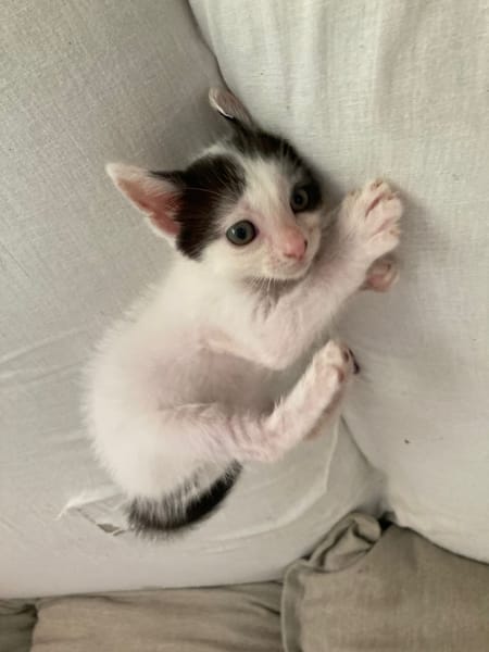 KALICY, chaton femelle européen